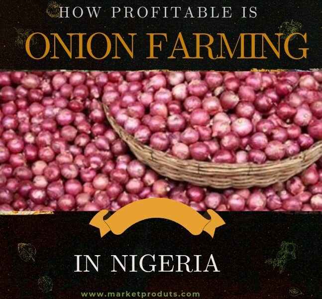 How Profitable Is Onion Farming In Nigeria